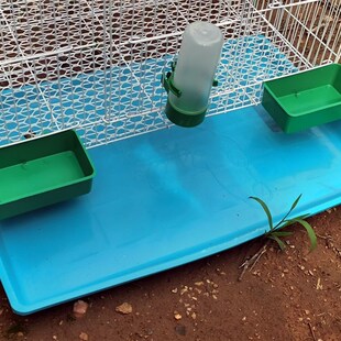 养鸽子的笼子大号特大家用繁殖配对笼大号花鸡雀鸟芦丁鸡养殖设