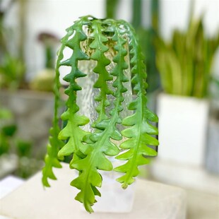 鱼骨令剑多肉植物室内植物喜阴凉通风喜湿夏季开花