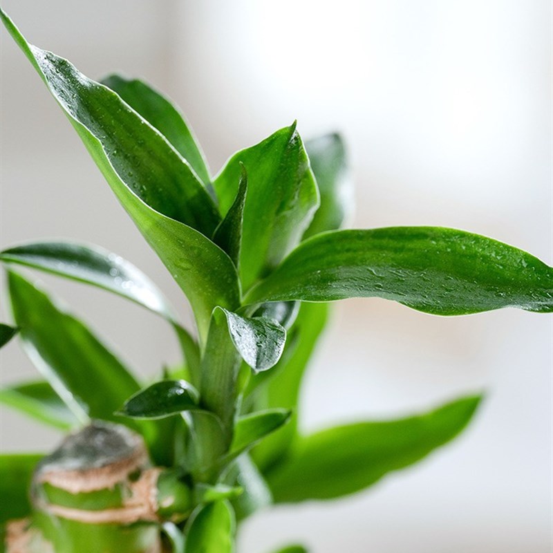 富贵竹荷花竹观音竹转运竹水培植物土培绿植客厅办公桌摆花卉盆栽