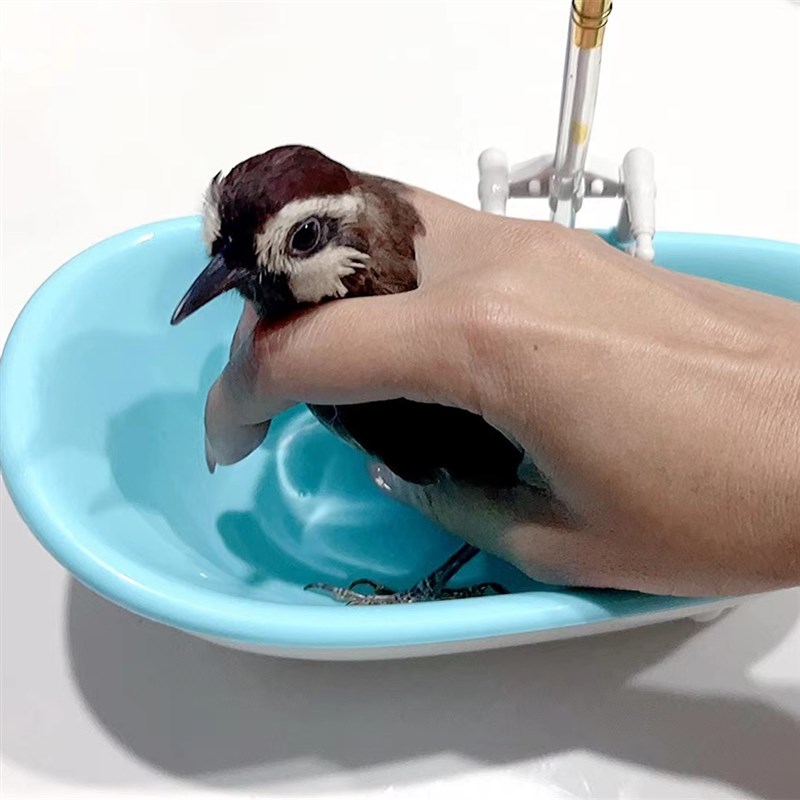 仓鼠青蛙乌龟鹦鹉文鸟小宠物洗澡沐浴浴缸浴室浴房浴盆电动喷水