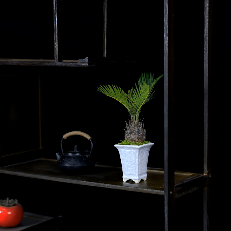 铁树盆栽茶台桌面精品小绿植摆件室内办公室植物苏铁微型盆景好养