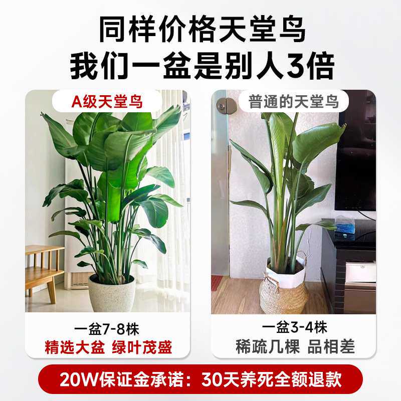 天堂鸟绿植客厅大型植物办公室内盆栽落地式大号旺宅真树禄植花卉