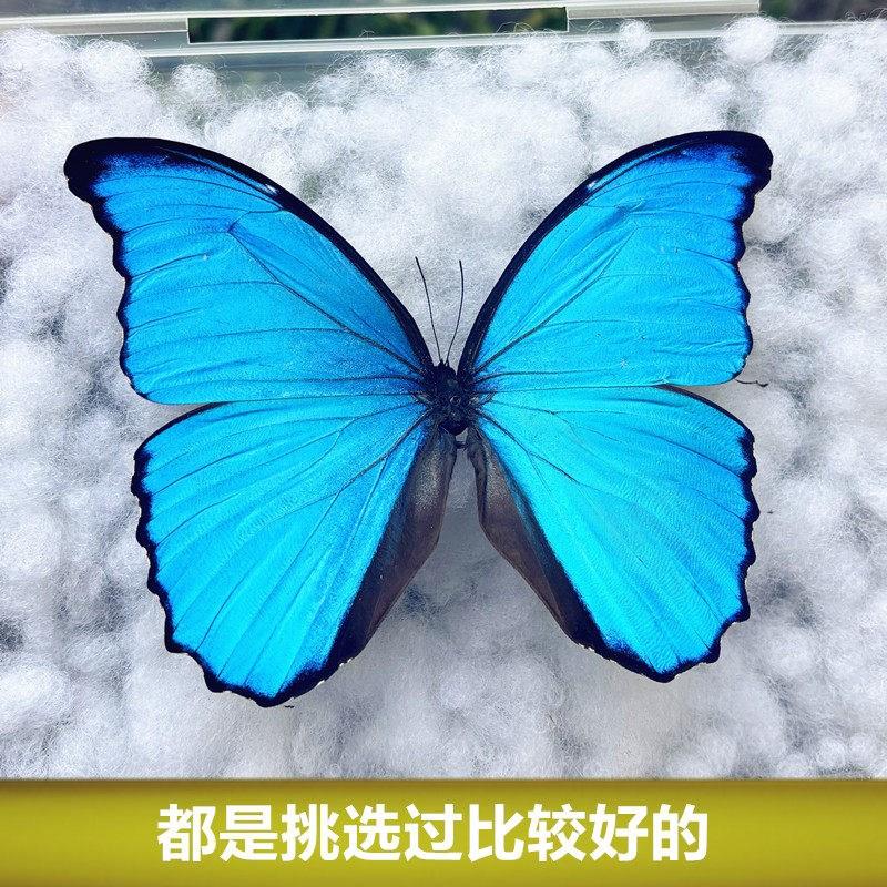 大蓝闪蝶真蝴蝶标本相框摆件男女朋友教师节罕见蓝色生日礼物展翅
