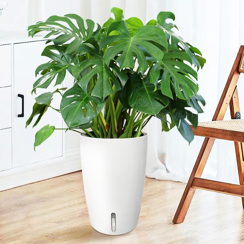 龟背竹大型室内盆栽植物大老桩粗根大叶北欧风绿植好养净化空气