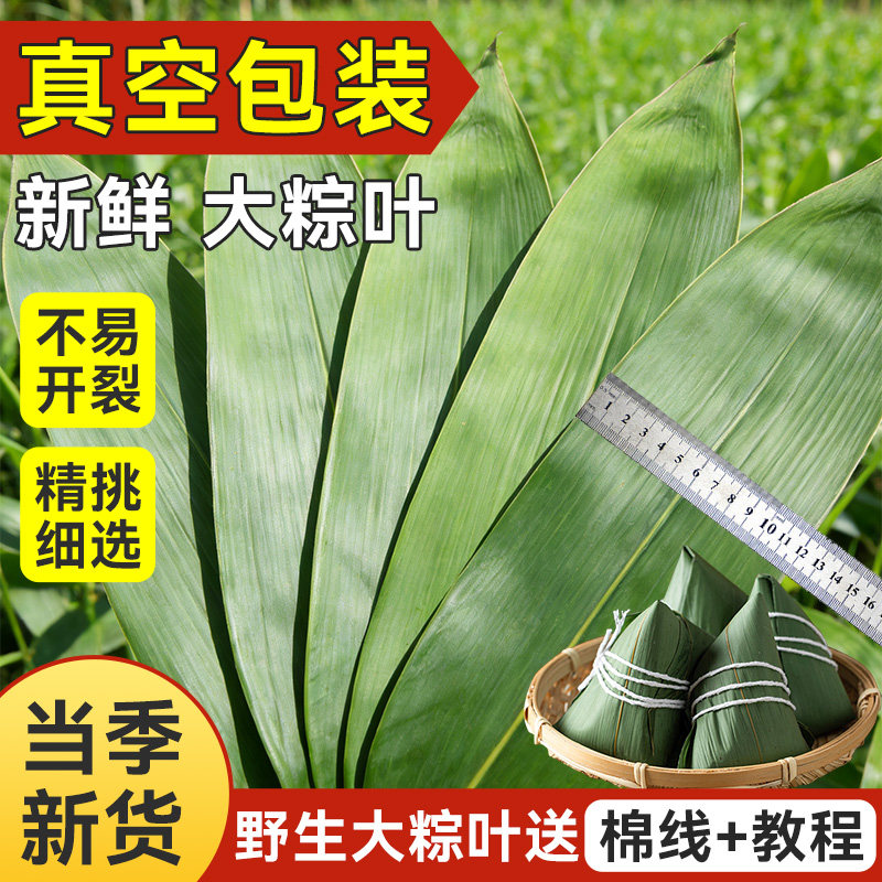粽叶新鲜特大号粽子叶端午野生天然现摘广西正宗芦苇叶专用旗舰店