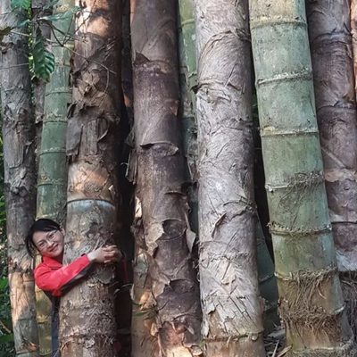 大型竹子苗巨龙竹竹苗食用竹笋毛竹楠竹庭院种植四季常青室外绿化