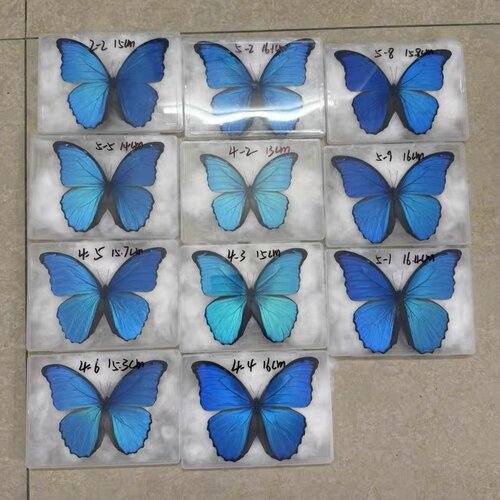 大蓝闪蝶标本蝴蝶A1品质展翅