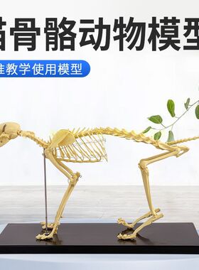 宠物骨科器械 狗骨骼标本模型 动物狗猫犬 教学骨架骨头 骨骼模型