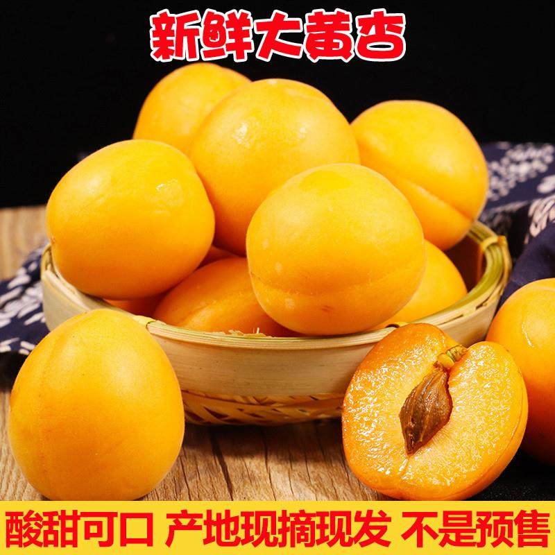 新货杏子新鲜大黄杏水果当应季5斤整箱现摘金太阳杏酸甜水果包邮,粮油调味/速食/干货/烘焙,粽子,淘宝优惠券,粉丝福利购,淘宝优惠卷