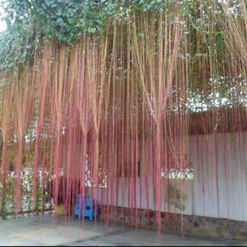 锦屏藤苗富贵帘苗藤龙须藤一帘幽梦会长须的爬藤植物阳台攀援花卉