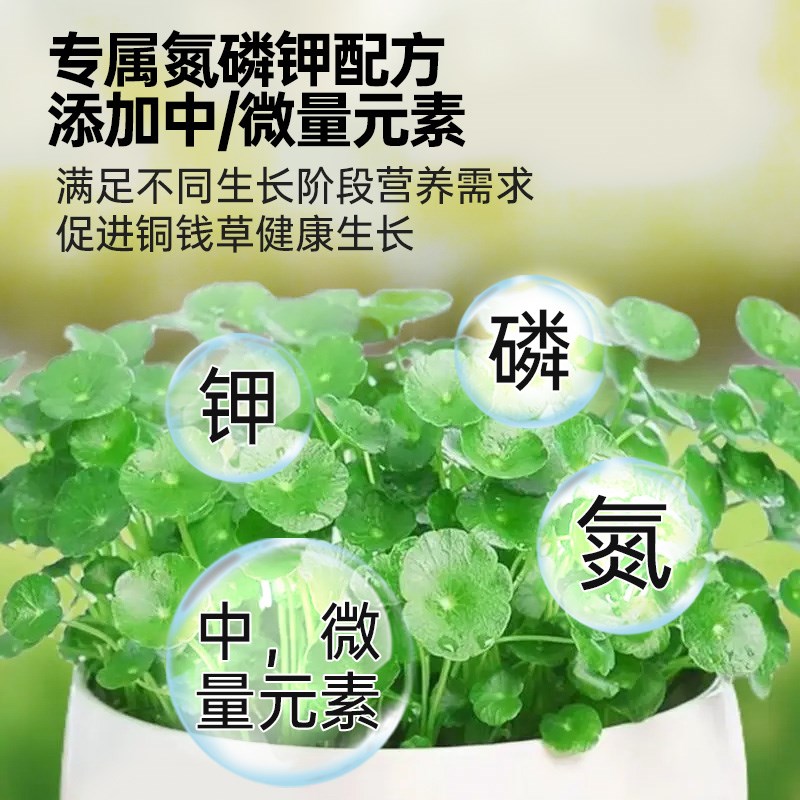 铜钱草专用营养液水培植物天胡荽专用肥料氮磷钾水溶液体肥盆栽