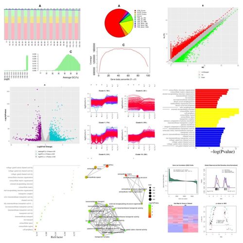 mRNA 二代测序原始数据分析fastq数据分析生信分析完整报告-全套