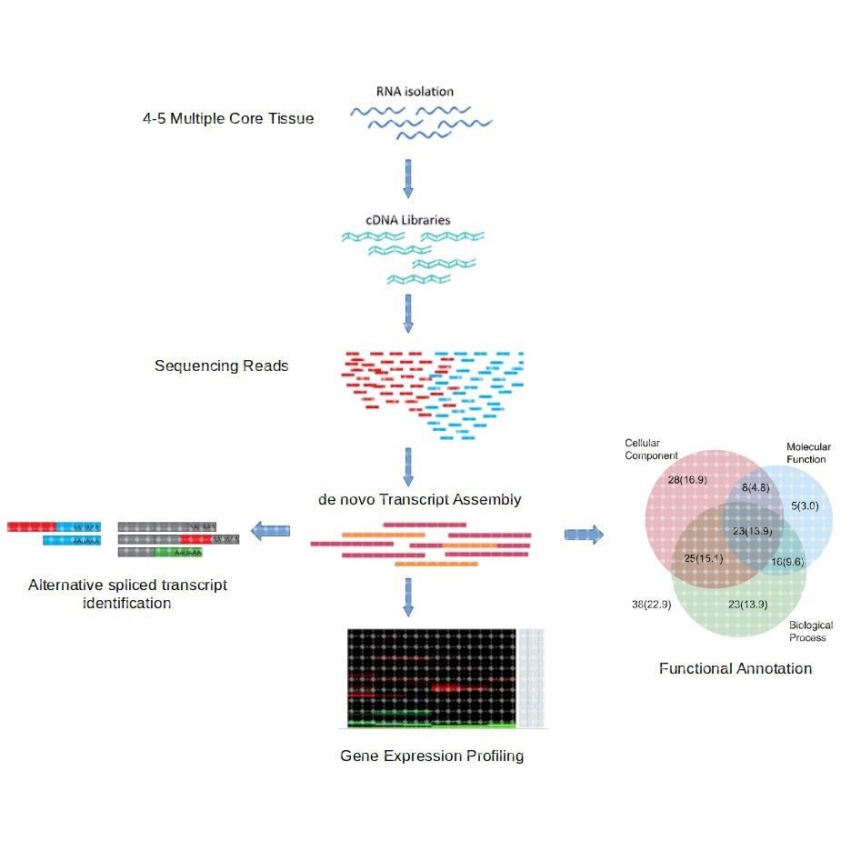 RNA-seq 转录组数据分析
