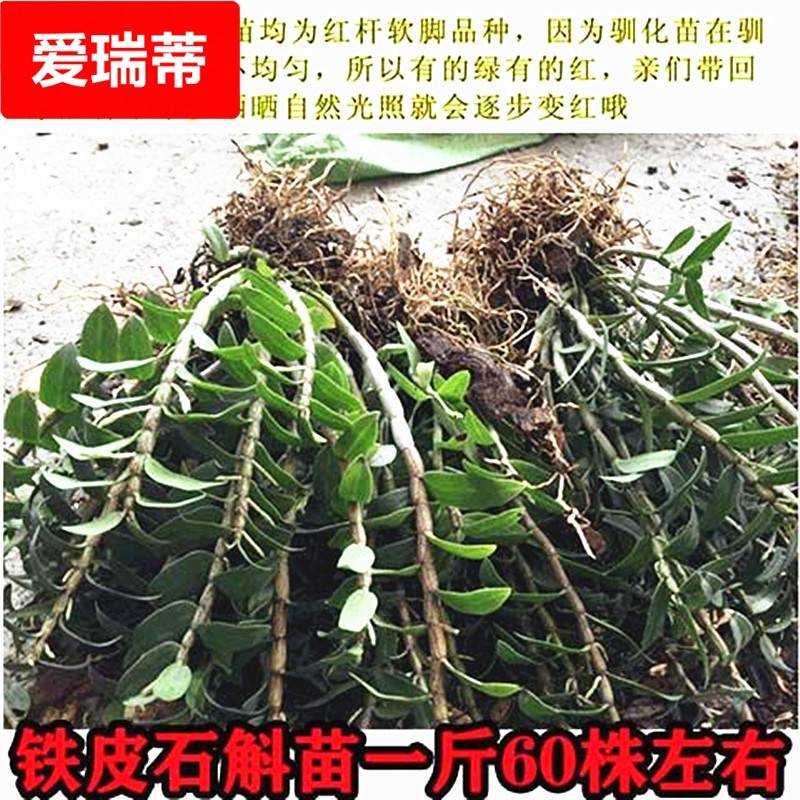 浙江铁皮石斛盆栽苗红杆二年无剪枝 三年特价苗精选苗 铁皮石斛苗