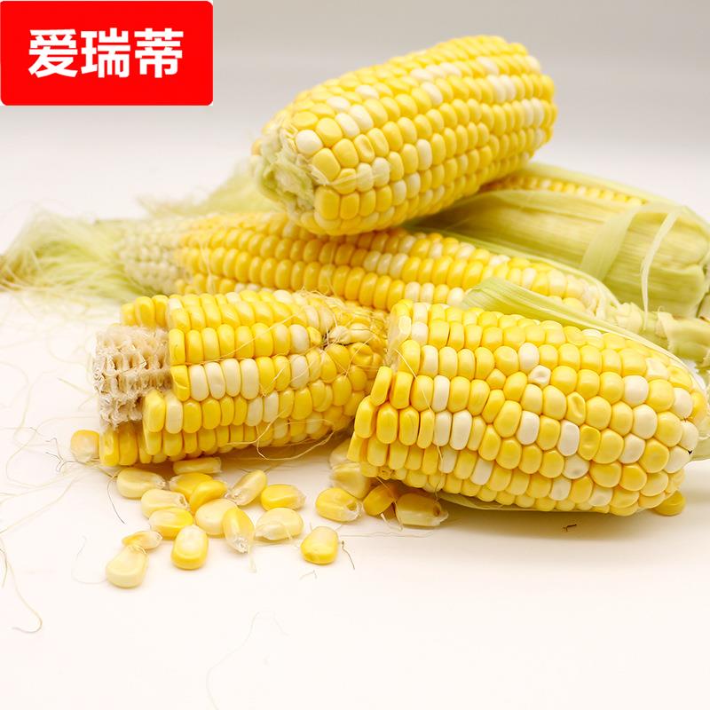 云南德宏水果玉米 3斤生吃甜棒子新鲜黄嫩玉米非东北黏玉米