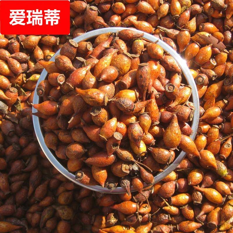 新晒金樱子干新货刺果刺梨金英子500包邮泡酒煲汤广东梅州