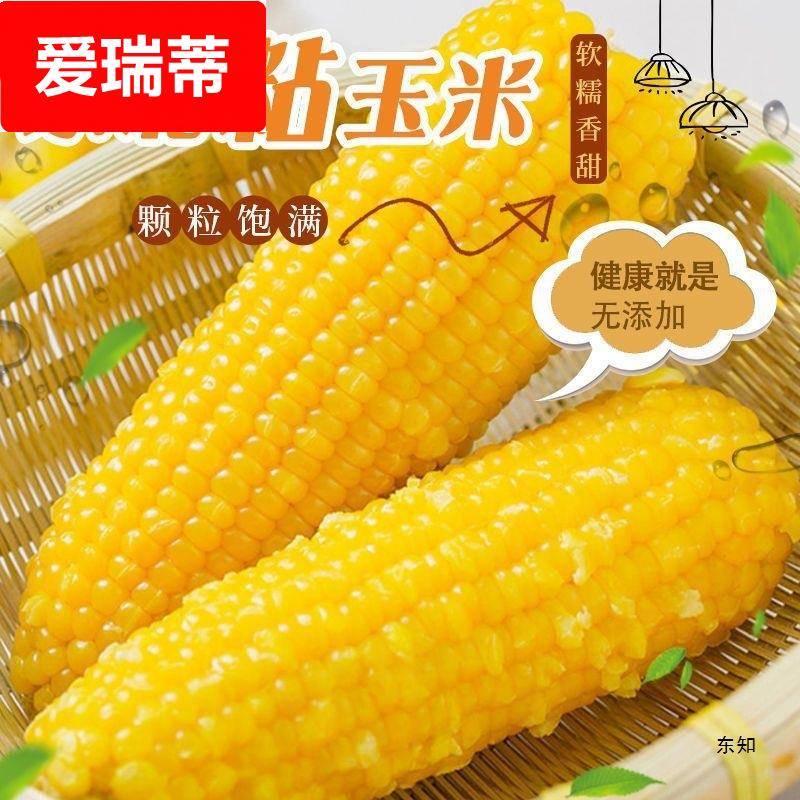 东北黄糯玉棒真空包装白糯玉米早餐代餐即食粘玉米熟黏玉米