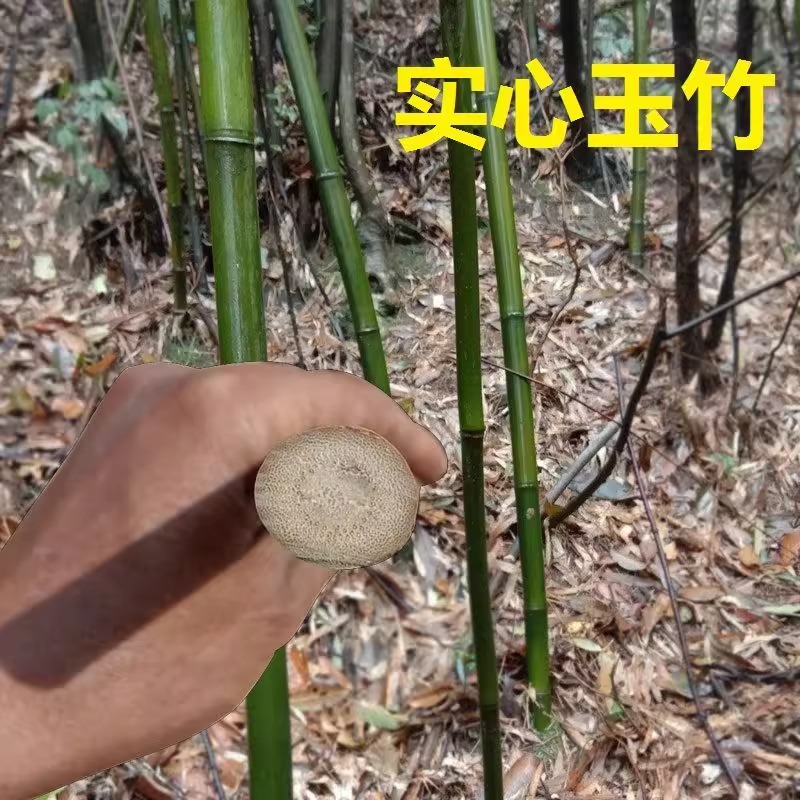 实心竹子庭院盆栽绿化