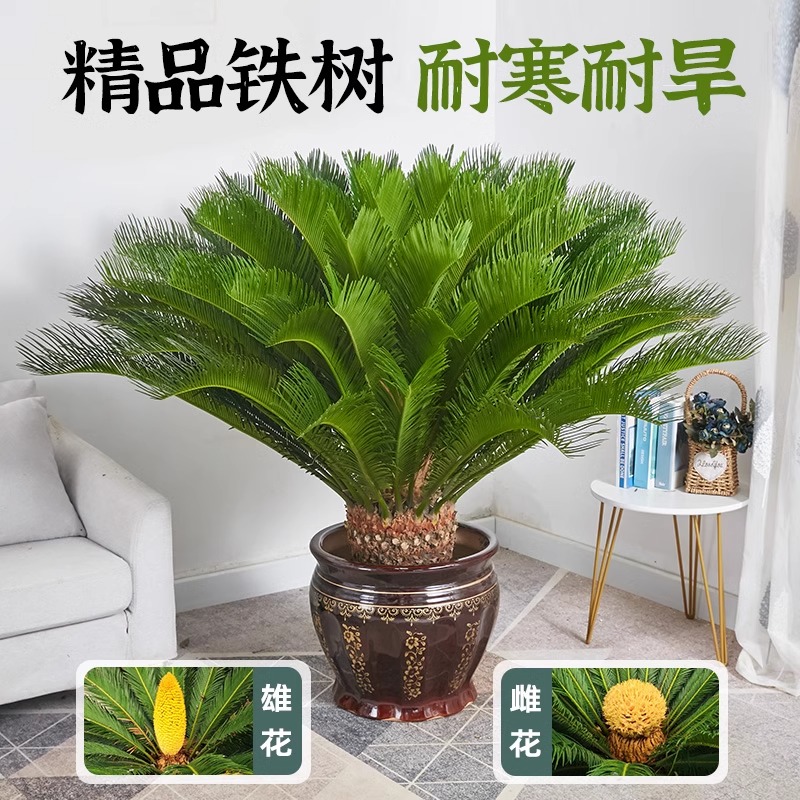 铁树盆栽公母一对庭院门口大树