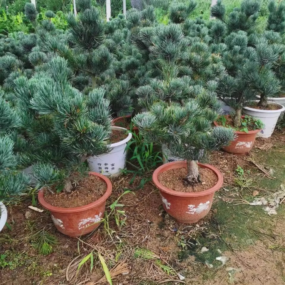 精品嫁接短针五针松小苗