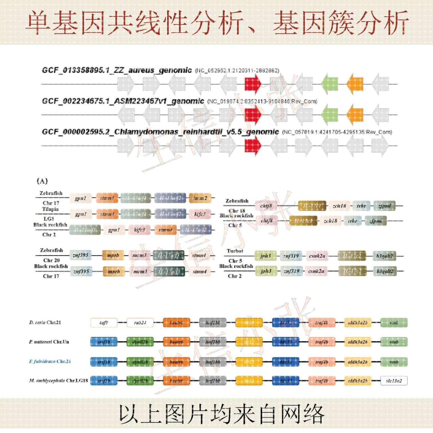 单基因共线性分析、基因簇分析