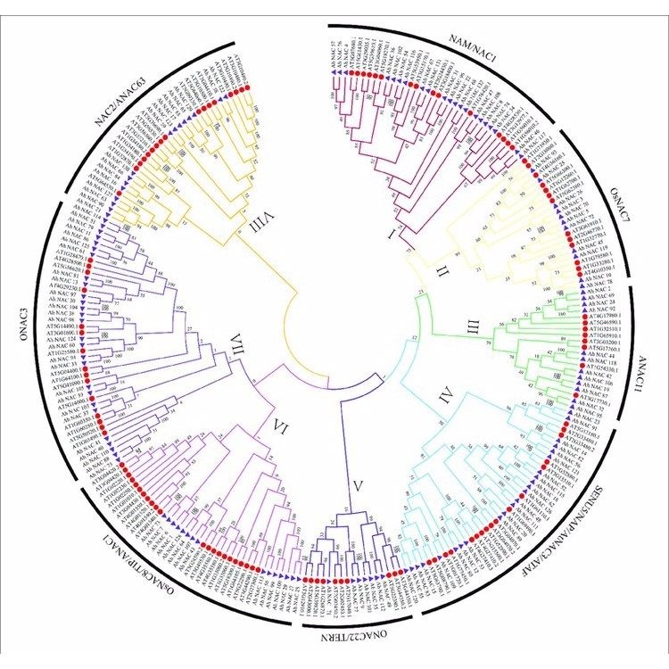 基因家族全套系统进化树绘制Circos设计图绘图生物信息数据分析