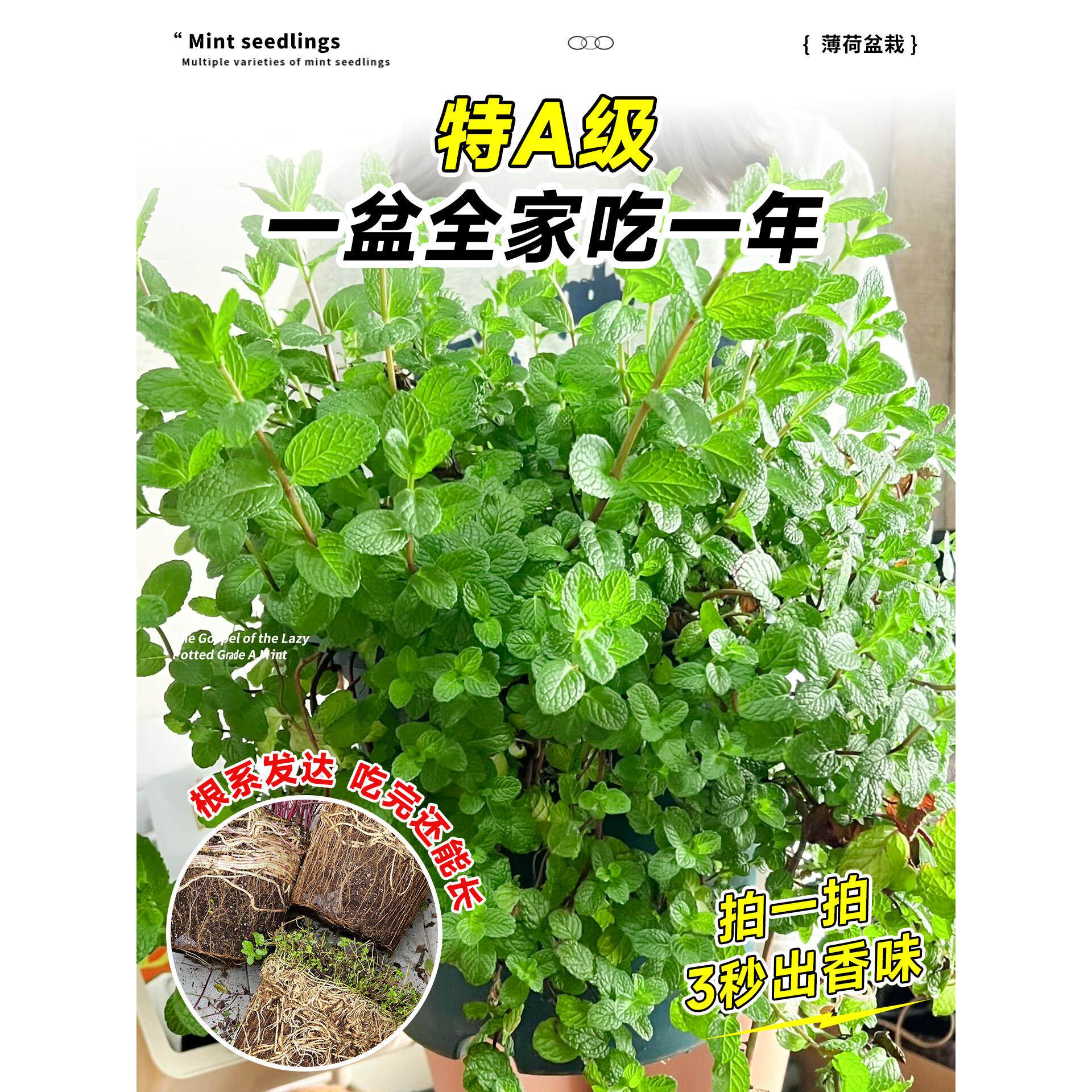 可驱食用薄荷盆栽绿植物特大号留兰香级驱蚊食BOHE品迷迭虫香室内