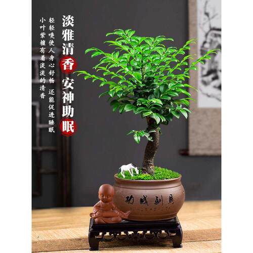 小叶紫檀盆景树树桩植花莹（鲜物绿老桩盆栽厅桌客面室内植好养苗