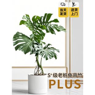 大叶龟背竹型绿植客落巨厅老桩盆栽植物室内大地办公JXG室盆景高