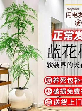 蓝色花AJW楹盆栽大型绿植办公室内客网红好养活植树物落地的老厅