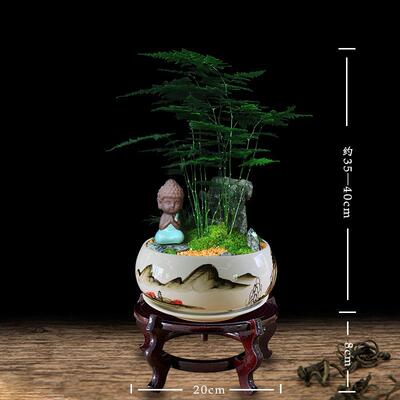 文竹栽微新林清悦景观室客内四盆季青常植物厅绿植中国风造型创意