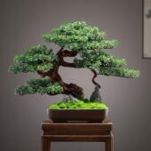 迎客松25彷真汉松迎客松盆景罗式 禅意新实木根雕玄中关客厅假绿植