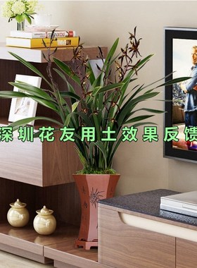 兰花专用土墨兰寒兰报岁兰土国兰建兰通用型营养土酸性易出根特配