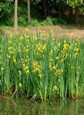 水培水生花卉美人蕉旱伞花叶芦竹再力花梭鱼草水培绿植裸根不带土