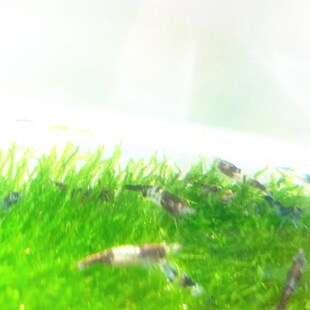 黑蓝色樱花琉璃混捞观赏虾小宠物虾淡水米虾清洁除藻草缸工具虾