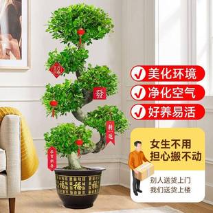 金榕树栽办公室内大型钱植物财摇钱树客厅发财盆树盆金钱榕s景招
