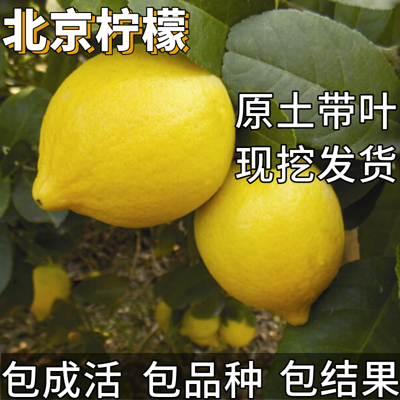 北京柠檬树苗室外地栽大树耐寒可食用阳台盆栽嫁接四季当年结果