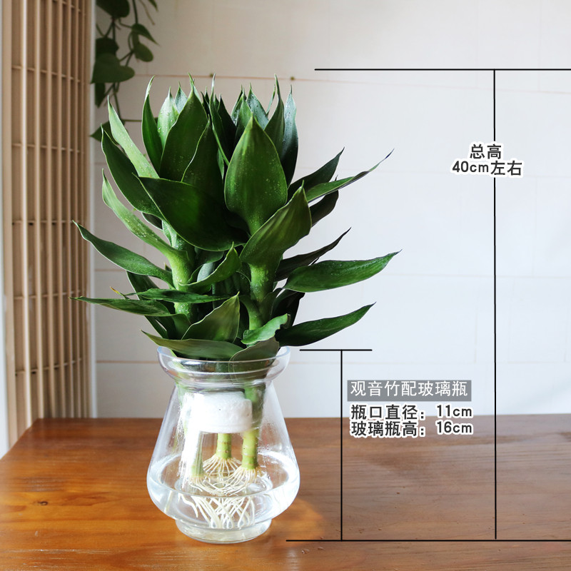 观音竹水培盆栽植物富贵竹开运竹节节高荷花竹办公桌面盆景包邮,鲜花速递/花卉仿真/绿植园艺,绿植,淘宝优惠券,粉丝福利购,淘宝优惠卷