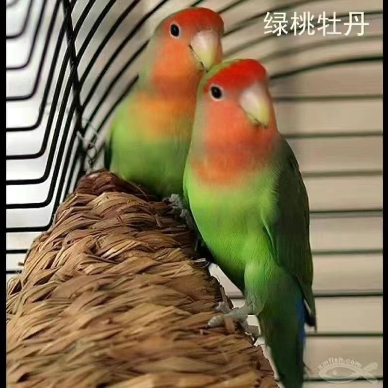 桃脸牡丹鹦鹉活鸟黄桃绿桃合法特色牡丹鹦鹉亲人说话鸟宠物鸟包活,宠物/宠物食品及用品,鸟,淘宝优惠券,粉丝福利购,淘宝优惠卷