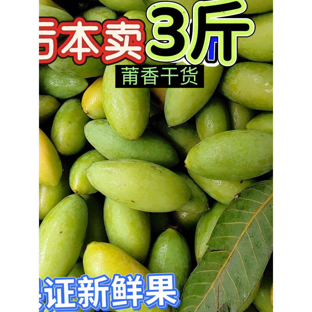 福建闽清橄榄特产新鲜青橄榄果现摘现发青橄榄果3斤包邮
