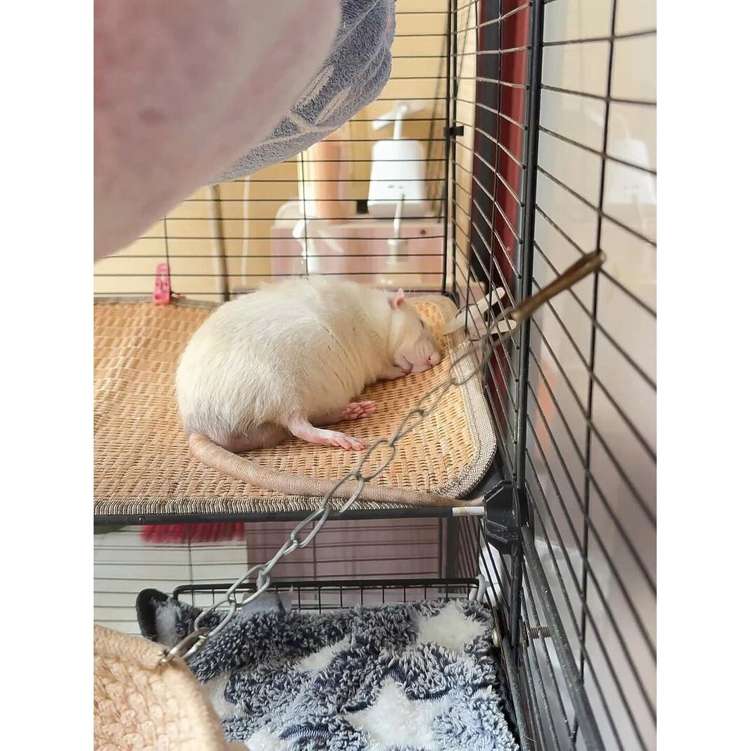 【花枝鼠凉席】仓鼠冰窝冰垫降温散热别墅造景装饰睡垫宠物用品垫