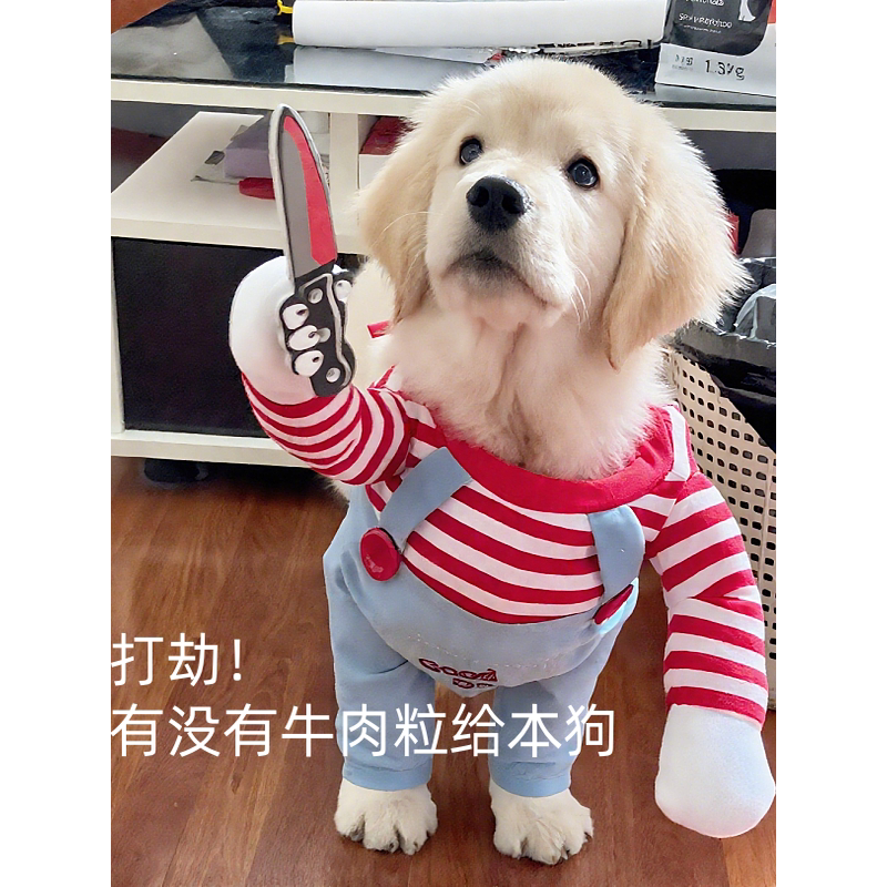 金毛狗狗打劫装宠物搞怪衣服搞笑变装装扮小狗宠物衣服可爱出片