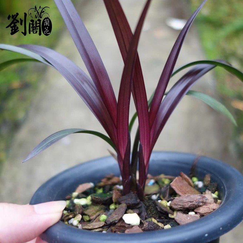 刘阁兰花苗 建兰红草红荷 夏带花苞出售浓香花卉绿植室内盆栽好养