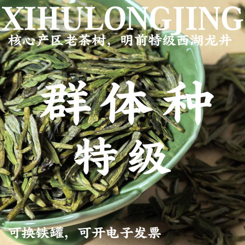 核心产区特级西湖龙井老茶树