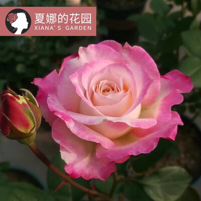 六翼天使/炽天使月季花苗浓香大花勤花抗病四季开花直立灌木花卉