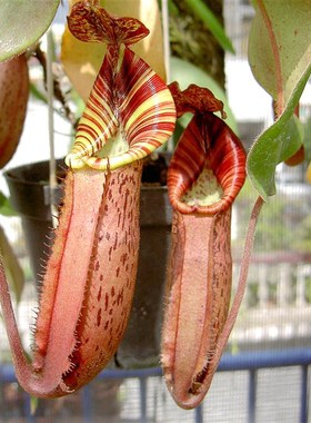 显目交维奇猪笼草食虫植物低地高地品种非常可爱漂亮的笼子