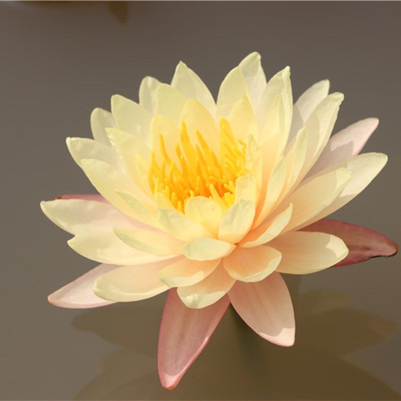 【乌汶】大型睡莲水生植物 水缸池塘庭院 耐寒睡莲块茎 莲痴瓦力