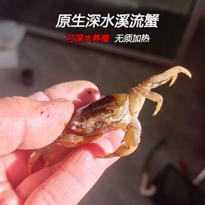 观赏蟹 溪流蟹 原生小螃蟹宠物山螃蟹吃虫除藻华溪蟹龙溪蟹深水蟹