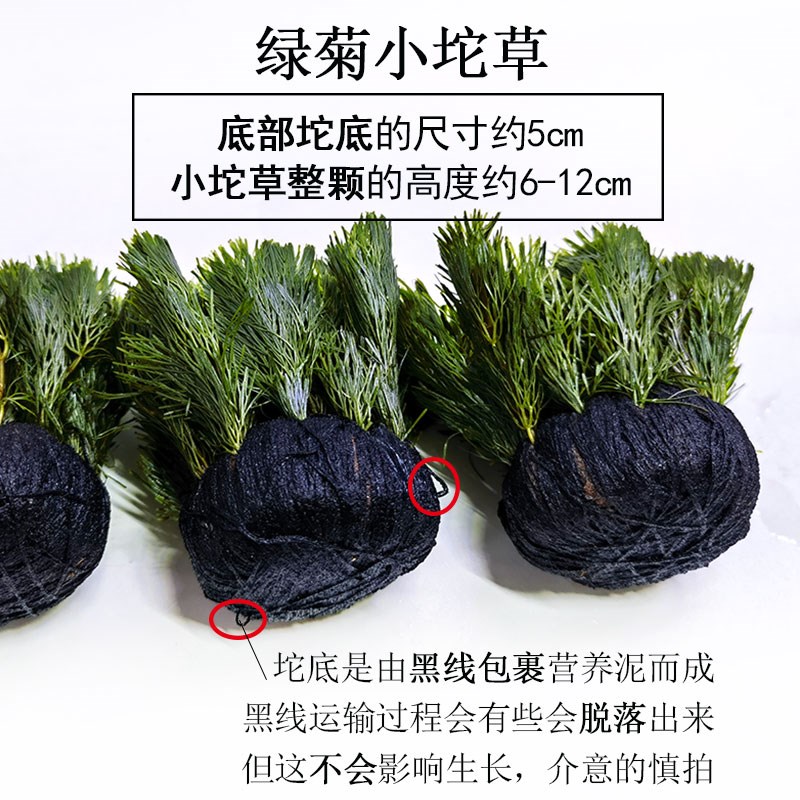 绿菊小坨草缸生态缸鱼缸造景水草懒人水培增氧淡水阴性沉底植物