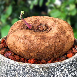 红藤圆叶山乌龟植物盆栽金不换阳台花园绿植多肉块根爬藤花卉水培